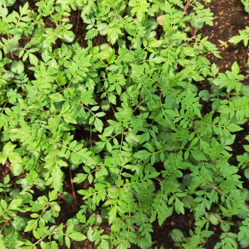 蓝花楹苗庭院盆栽开花植物园林绿化苗木蓝花楹小芽苗