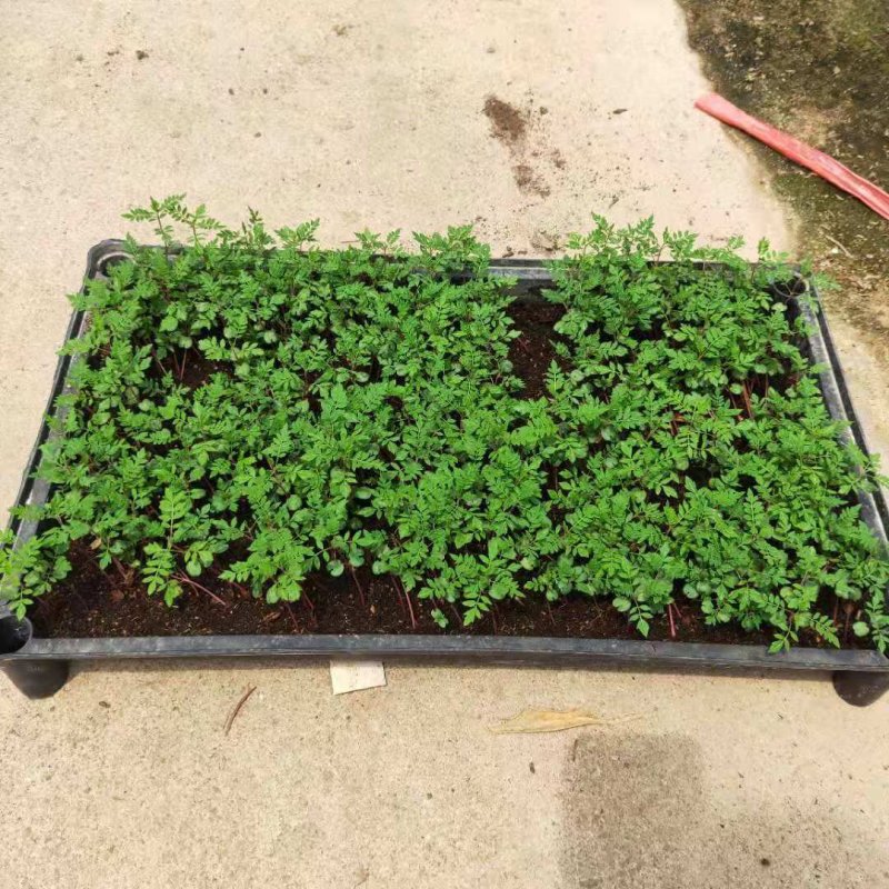 蓝花楹苗庭院盆栽开花植物园林绿化苗木蓝花楹小芽苗
