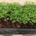 蓝花楹苗庭院盆栽开花植物园林绿化苗木蓝花楹小芽苗