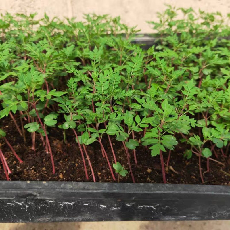 蓝花楹苗庭院盆栽开花植物园林绿化苗木蓝花楹小芽苗