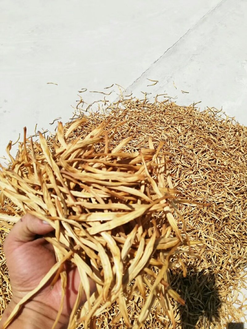 宁夏大条黄花菜大量有货