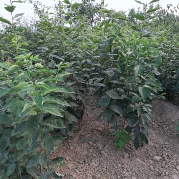 出售高品质柿子树嫁接种苗软枣苗，量大从优，保证质量