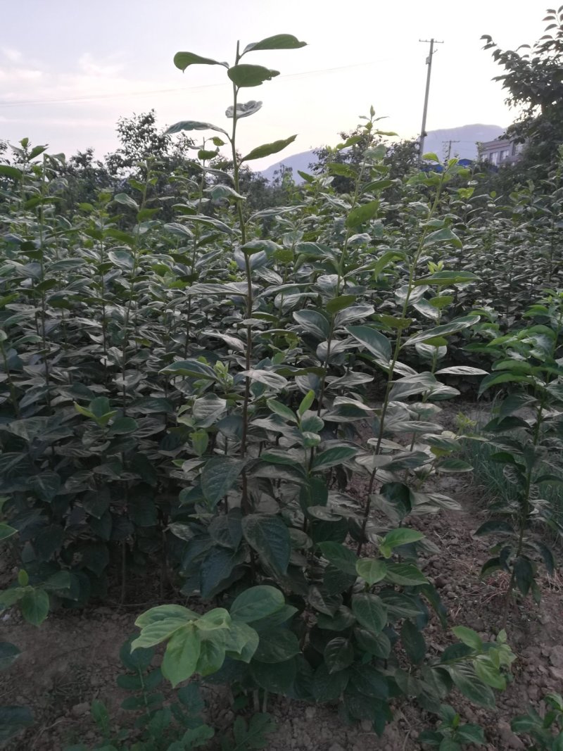 出售高品质柿子树嫁接种苗软枣苗，量大从优，保证质量