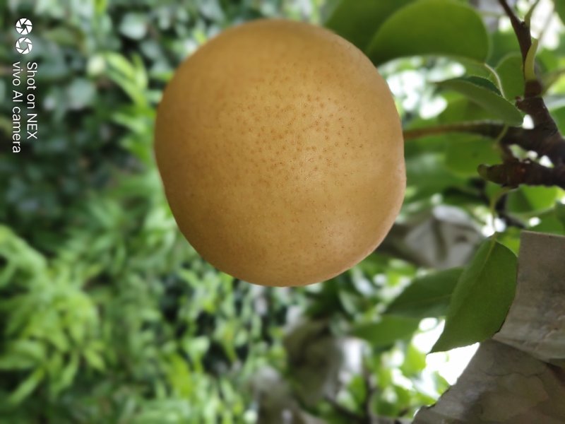 圆黄梨