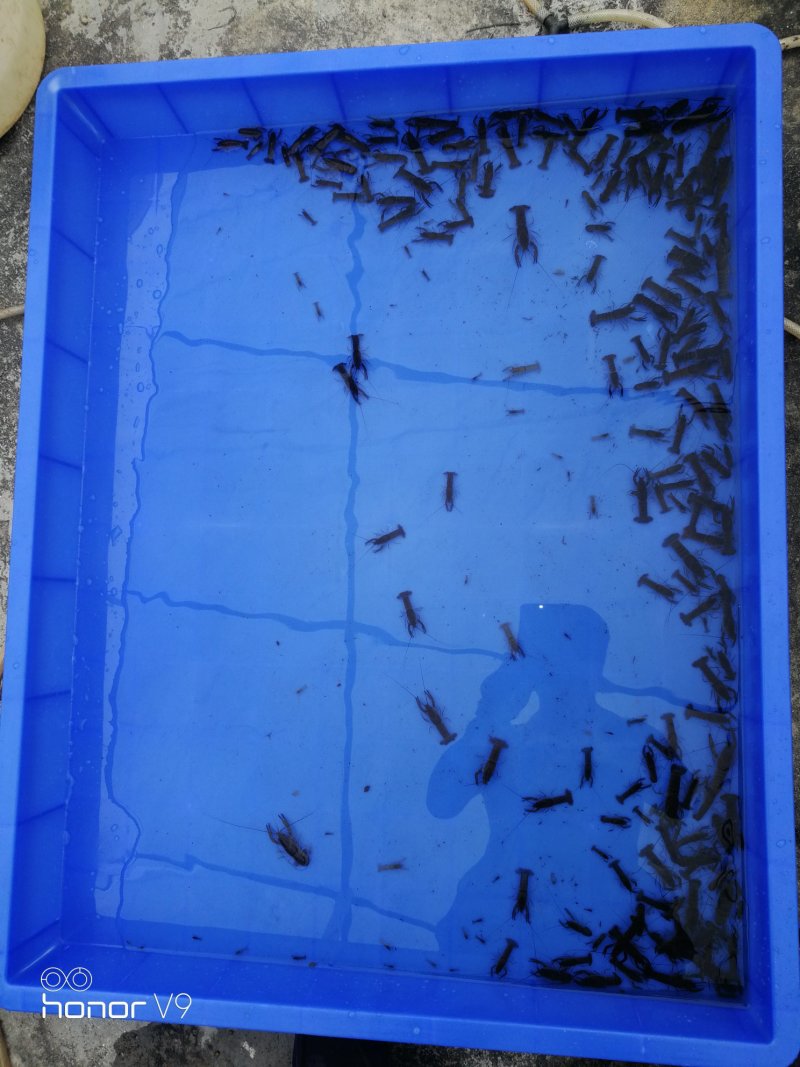 澳洲小青龙虾苗