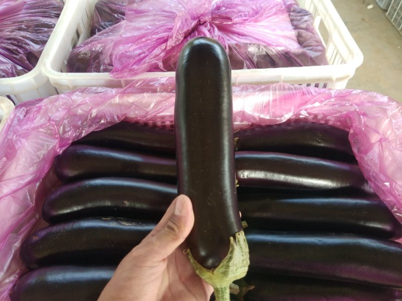 茄子烧烤茄子黑宝青芭茄子红金刚产地直发绿芭茄子
