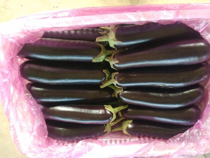茄子烧烤茄子黑宝青芭茄子红金刚产地直发绿芭茄子