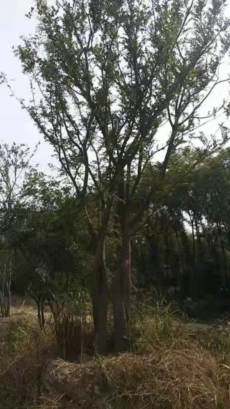 【丛生朴树】单杆粗6-18/80-100公分