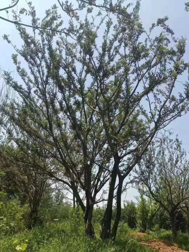 【丛生朴树】单杆粗6-18/80-100公分