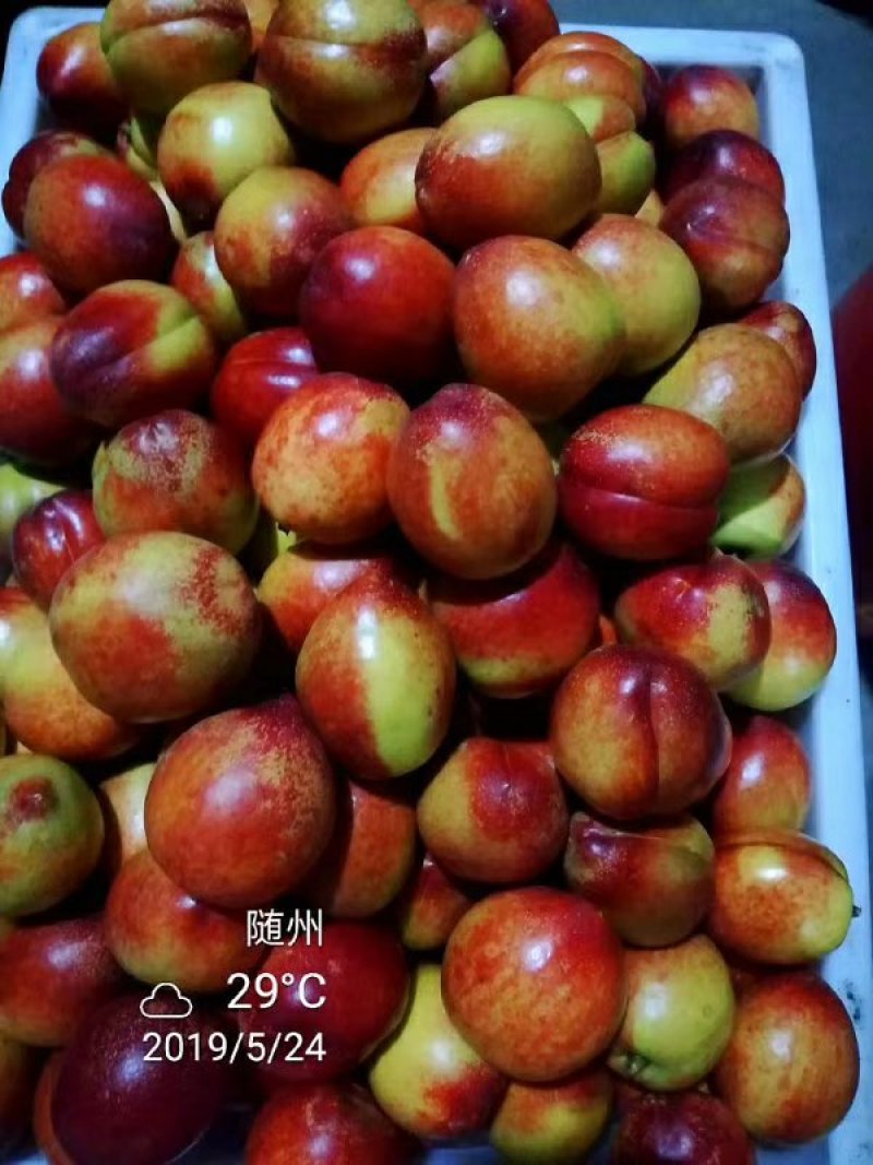 曙光，中油19.16.18.20.各种油桃，万亩基地直供