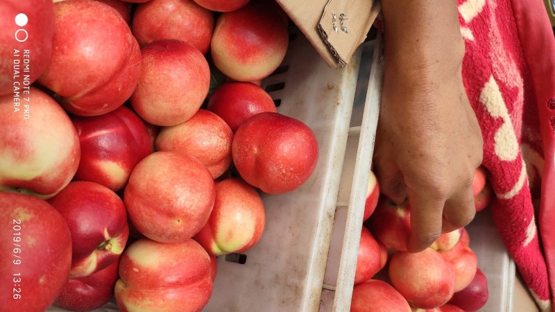 曙光，中油19.16.18.20.各种油桃，万亩基地直供
