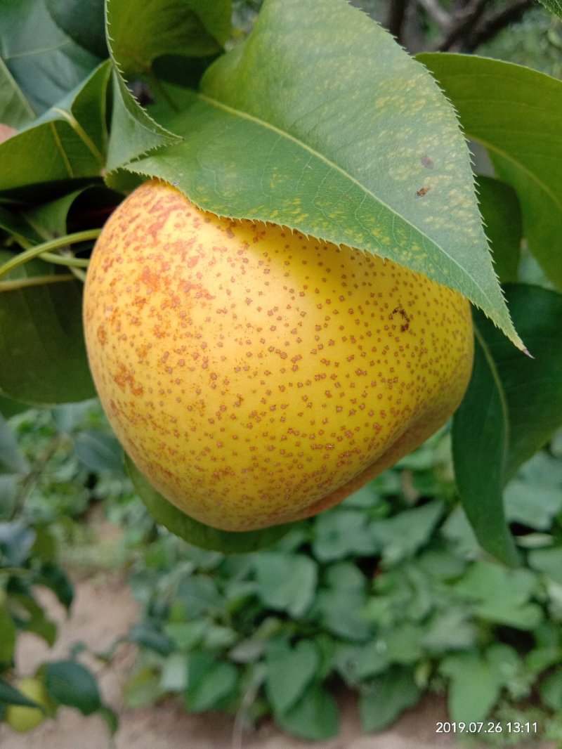 梨