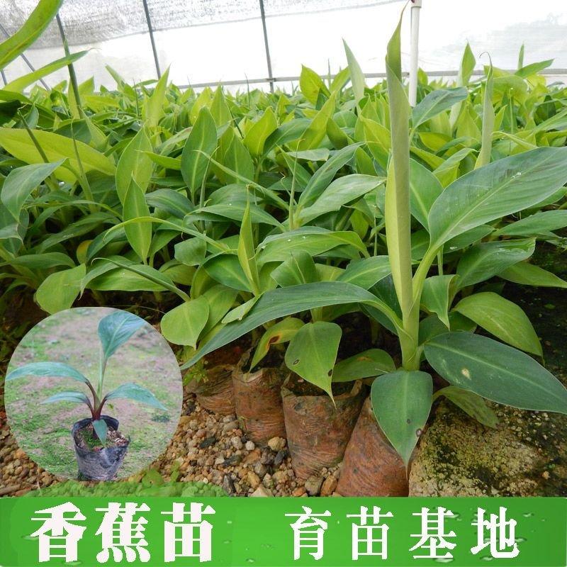 广西香蕉苗皇帝蕉粉蕉红香蕉威廉斯b6香蕉。