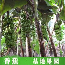 广西香蕉苗皇帝蕉粉蕉红香蕉威廉斯b6香蕉。