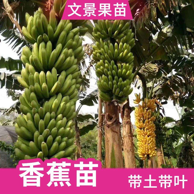 广西香蕉苗皇帝蕉粉蕉红香蕉威廉斯b6香蕉。
