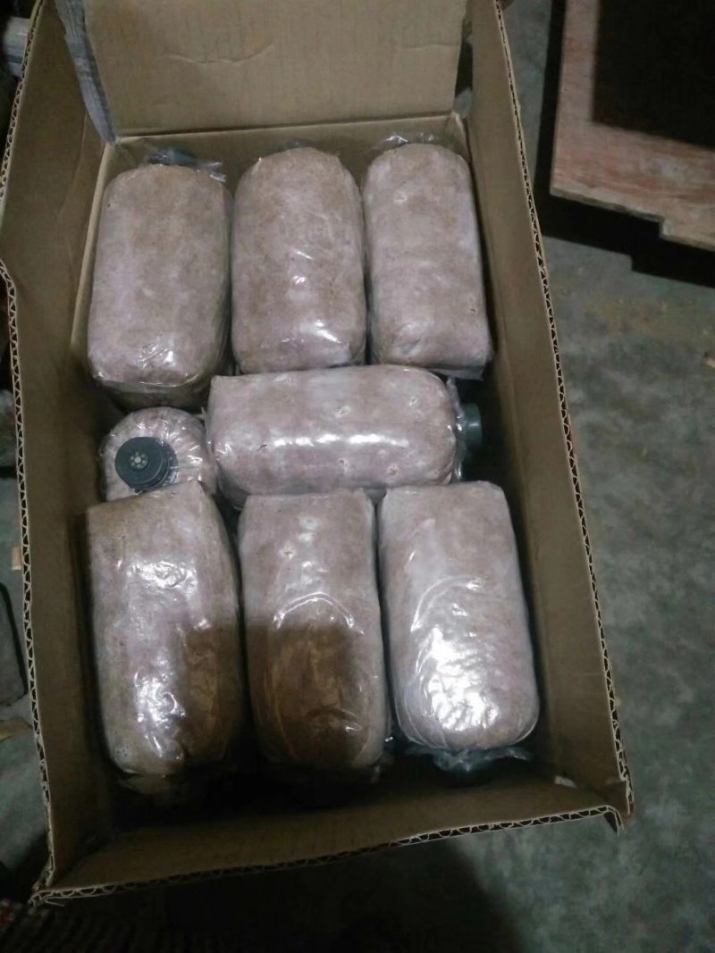 灵芝菌种，断木和木屑都能种的菌种批发