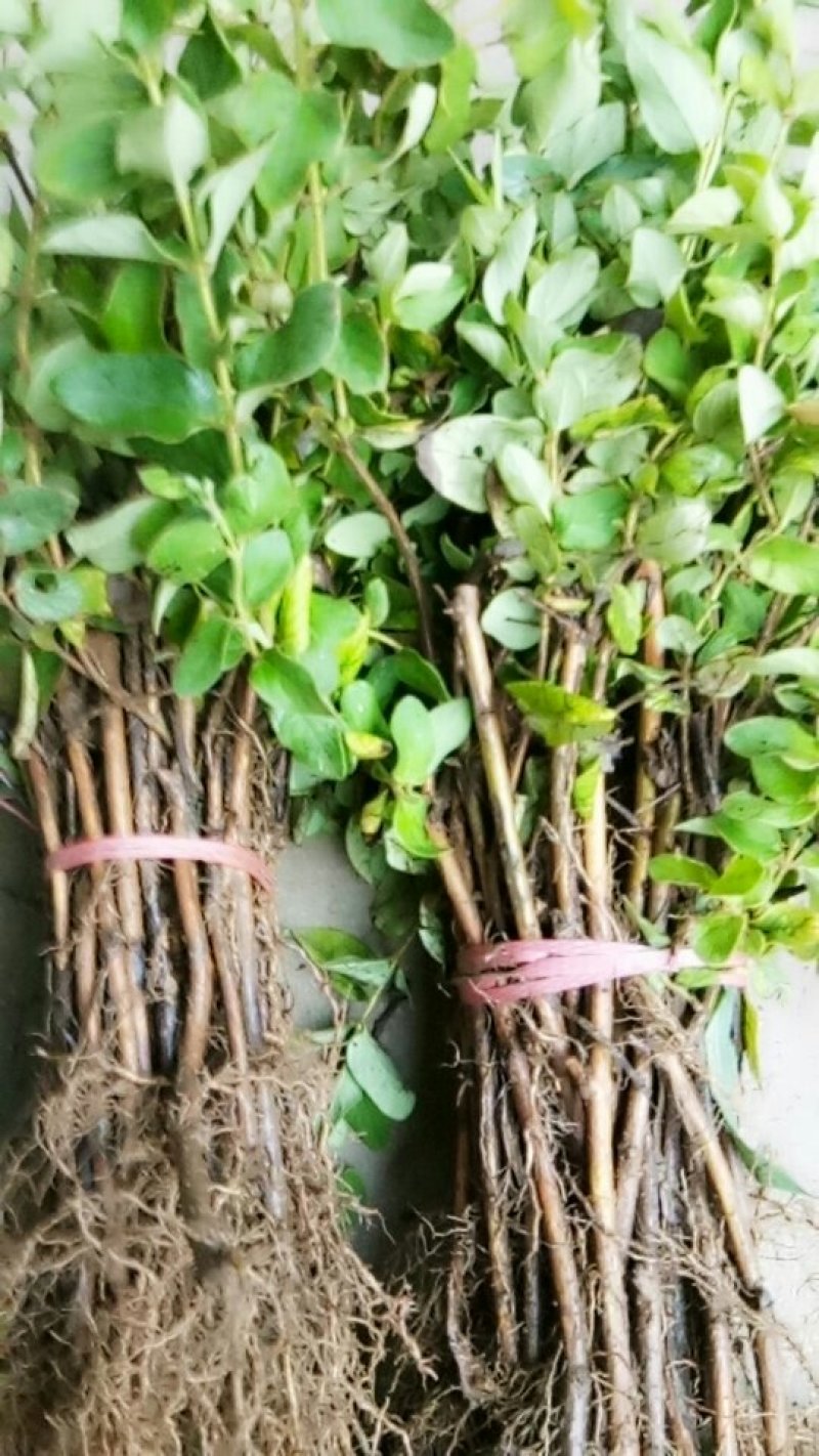 四季金银花苗
