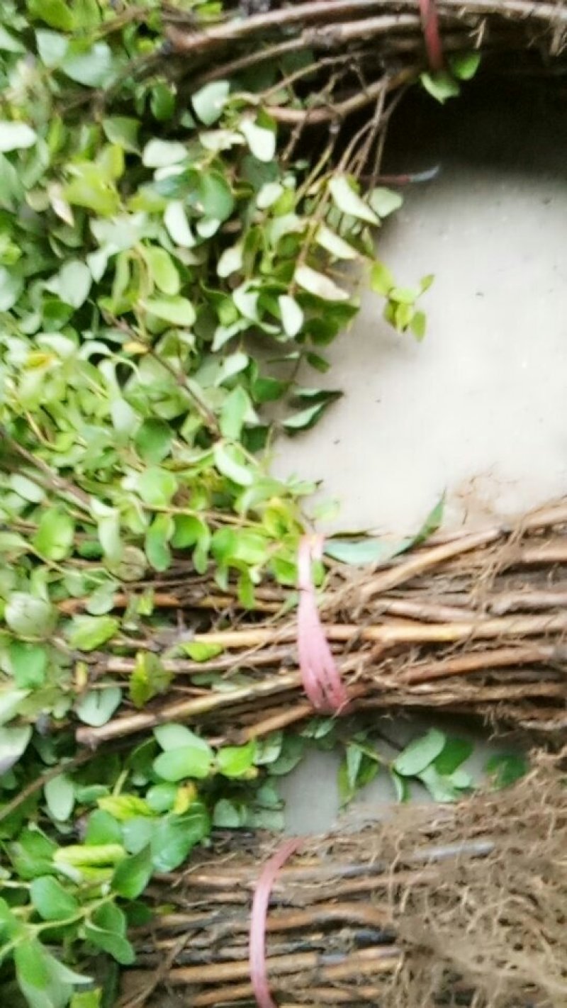 四季金银花苗