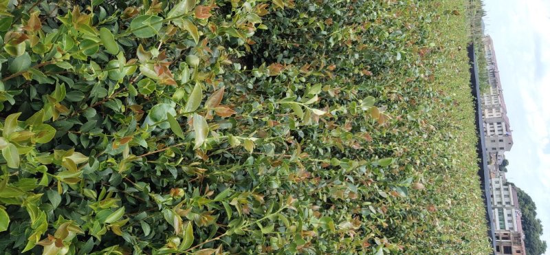 【聚便宜有好货】江西高产嫁接容积杯油茶苗20-80