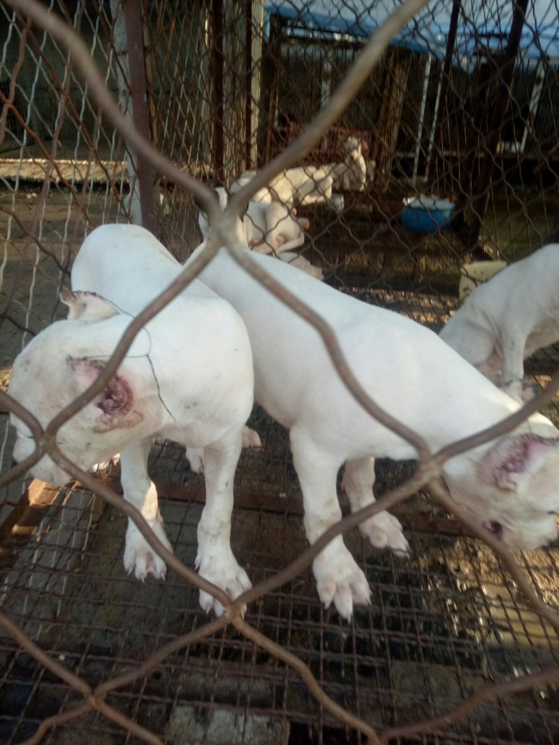 大量出售杜高犬公母都有价格便宜