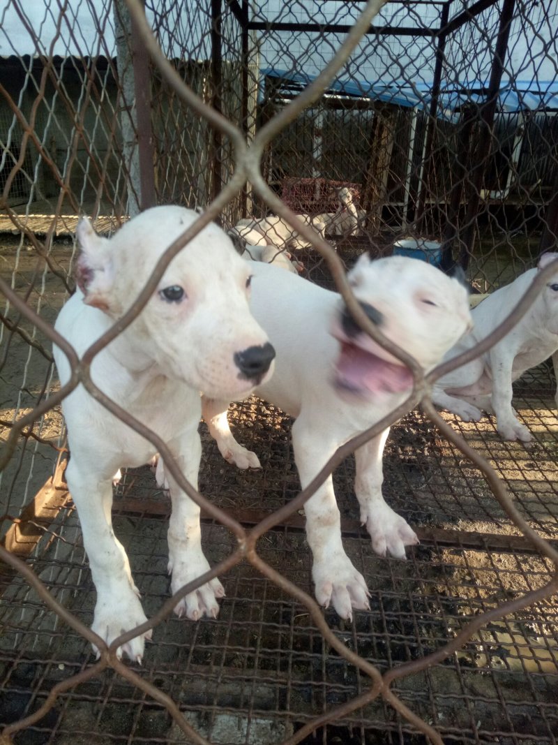 大量出售杜高犬公母都有价格便宜