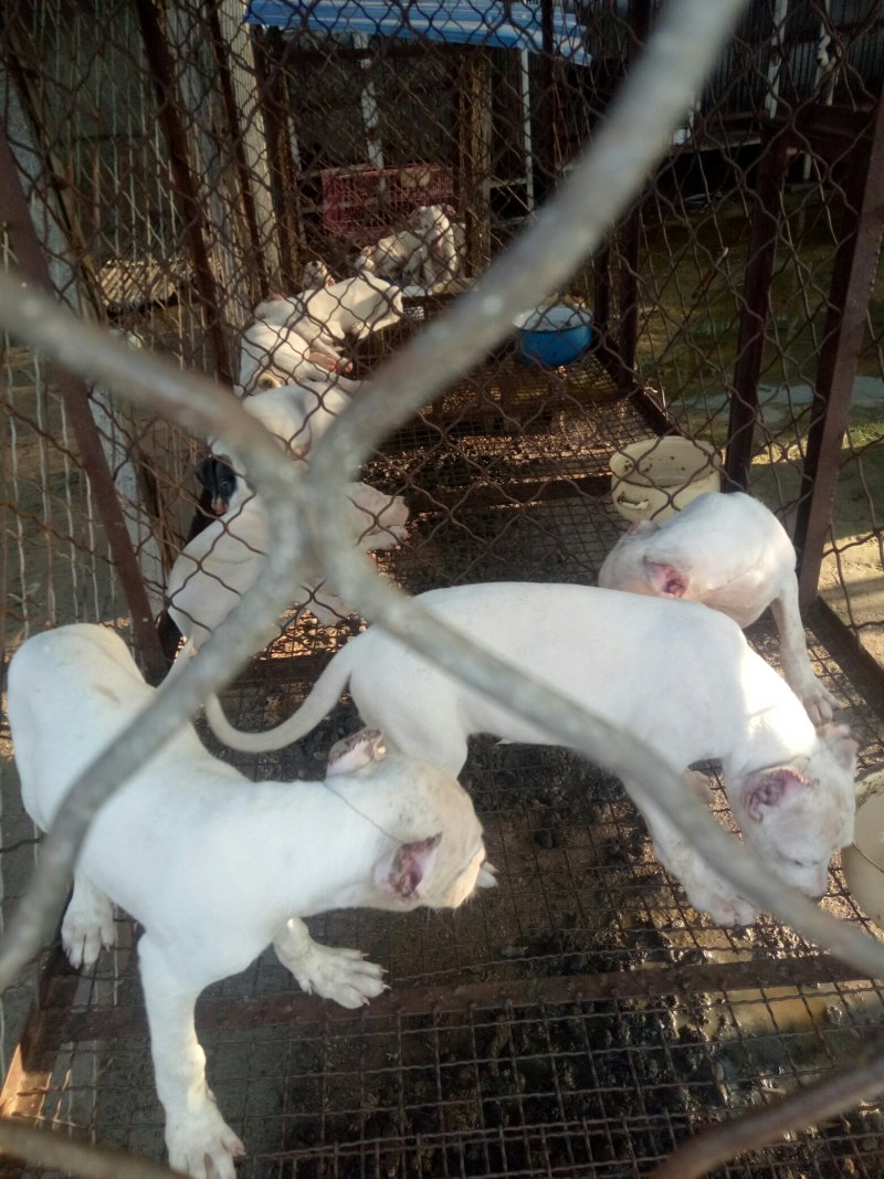 大量出售杜高犬公母都有价格便宜