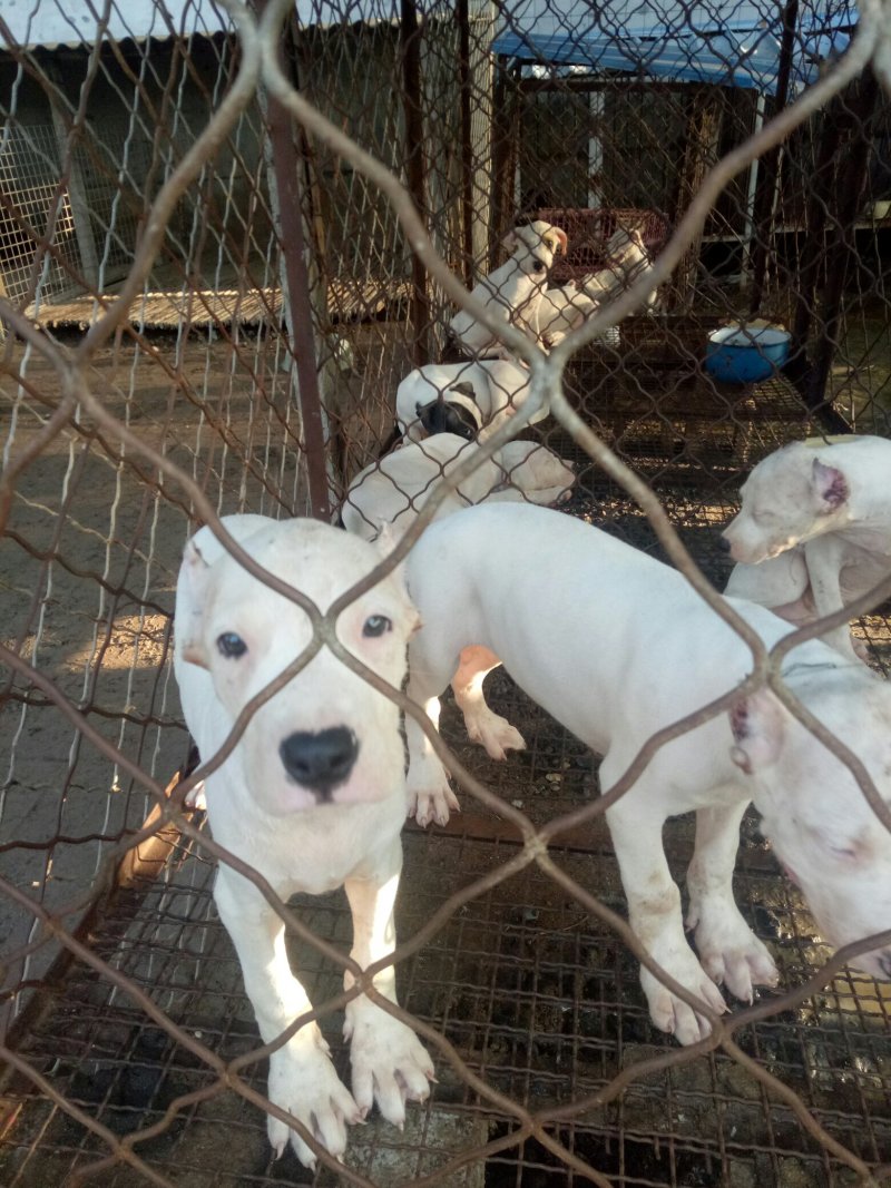 大量出售杜高犬公母都有价格便宜