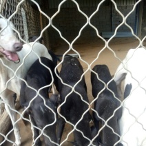 格力犬疫苗齐全支持全国发货