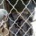格力犬疫苗齐全支持全国发货