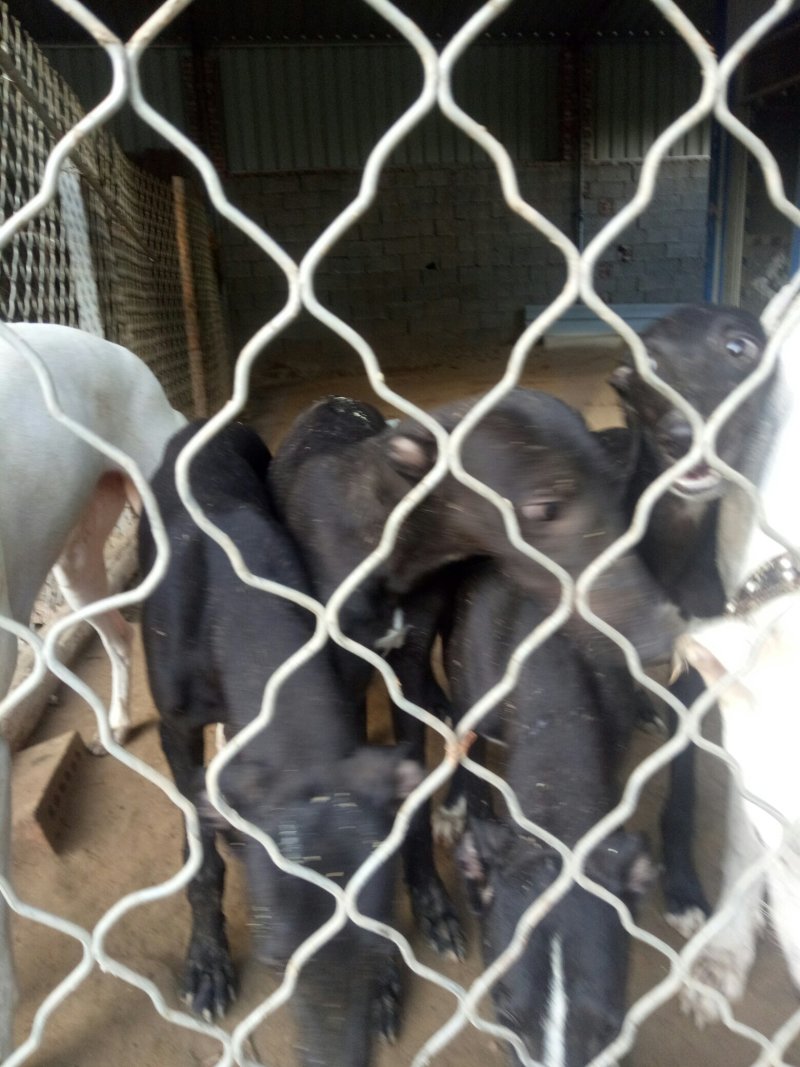 格力犬疫苗齐全支持全国发货