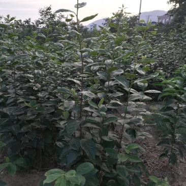 大量出售精品柿子树种苗,富平精品尖柿苗!