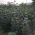 大量出售精品柿子树种苗,富平精品尖柿苗!