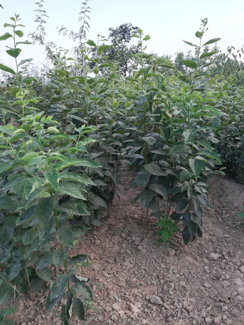 大量出售精品柿子树种苗，富平精品尖柿苗！