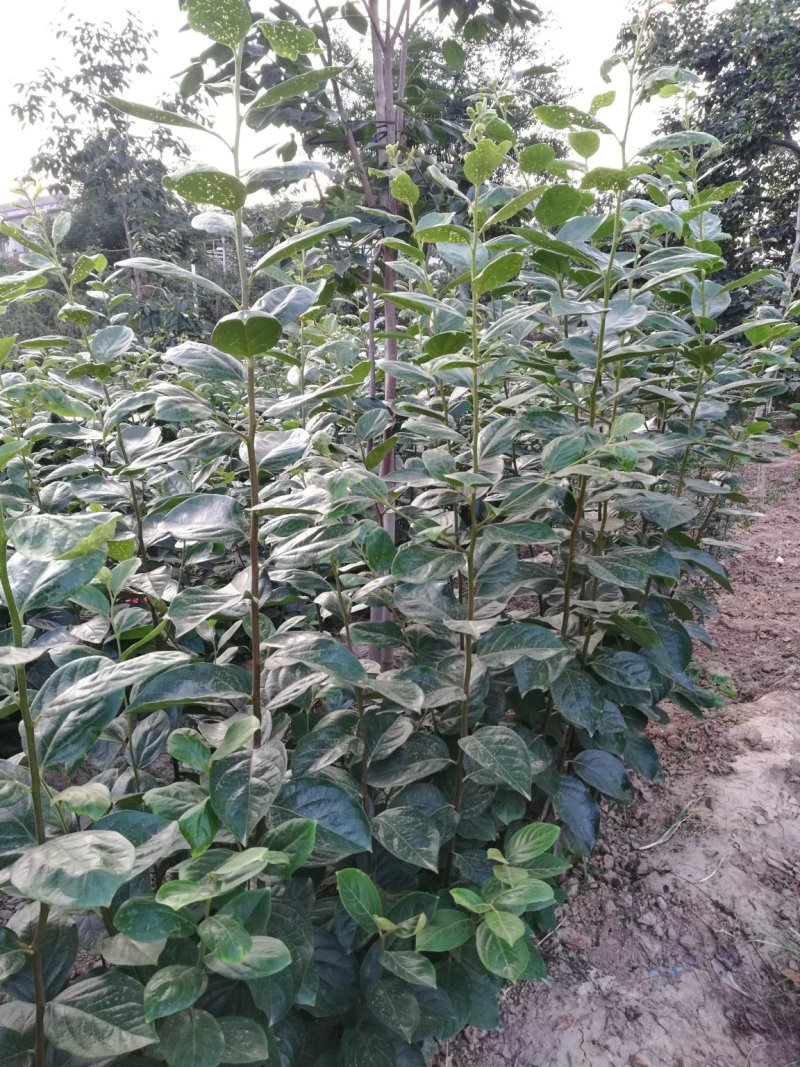 大量出售精品柿子树种苗，富平精品尖柿苗！
