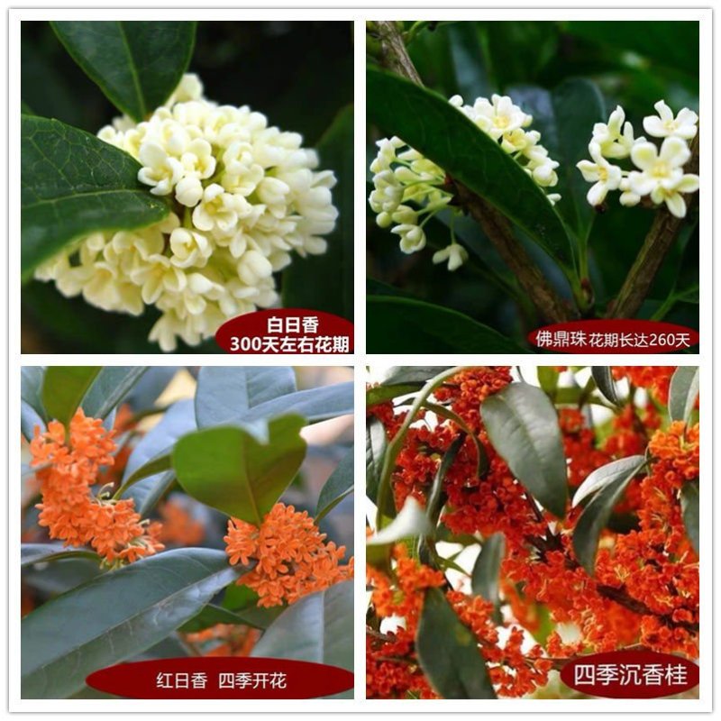 (四季开花)桂花树苗桂花苗盆栽室内外花卉绿植金桂丹桂