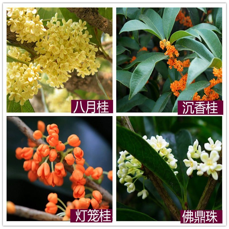 (四季开花)桂花树苗桂花苗盆栽室内外花卉绿植金桂丹桂