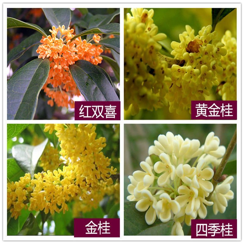 (四季开花)桂花树苗桂花苗盆栽室内外花卉绿植金桂丹桂