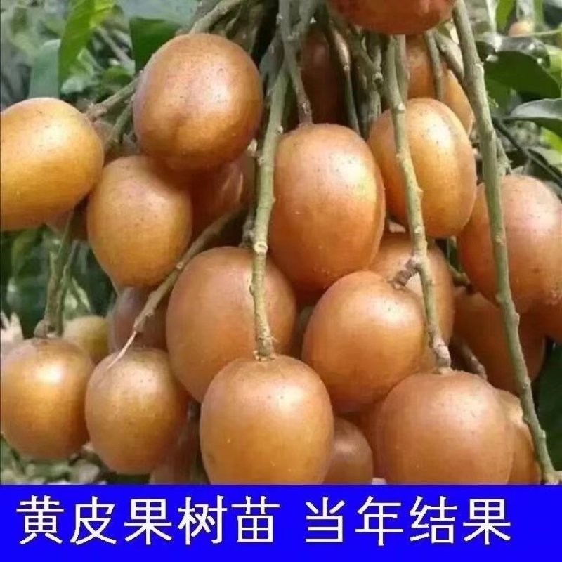 黑黄皮树苗果树苗嫁接无核黄皮苗鸡心黄皮苗贵妃黄皮苗