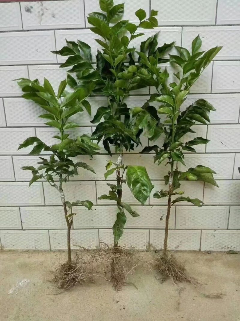 黑黄皮树苗果树苗嫁接无核黄皮苗鸡心黄皮苗贵妃黄皮苗