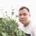 黑黄皮树苗果树苗嫁接无核黄皮苗鸡心黄皮苗贵妃黄皮苗