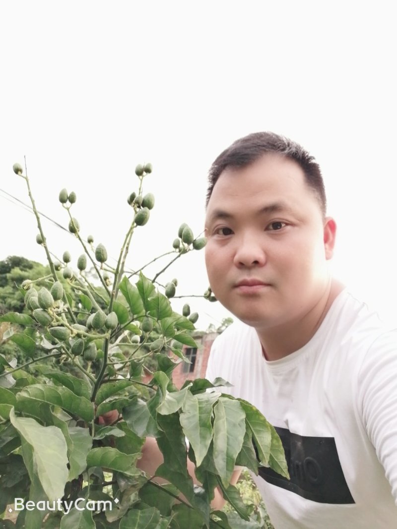 黑黄皮树苗果树苗嫁接无核黄皮苗鸡心黄皮苗贵妃黄皮苗