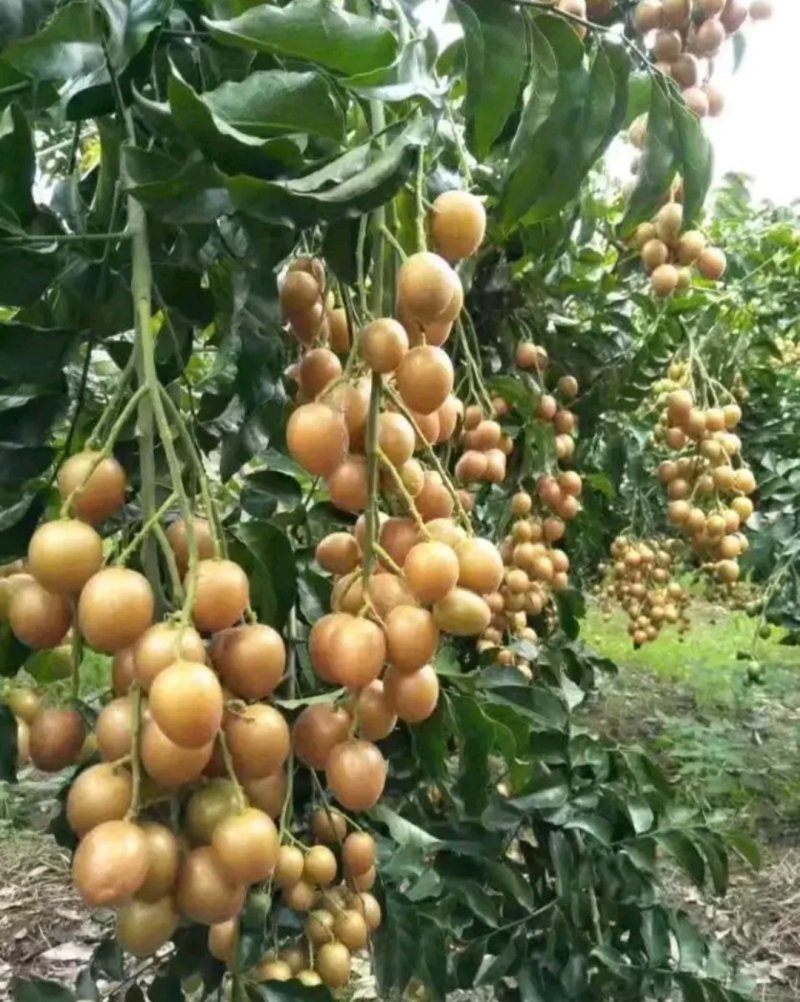 黑黄皮树苗果树苗嫁接无核黄皮苗鸡心黄皮苗贵妃黄皮苗