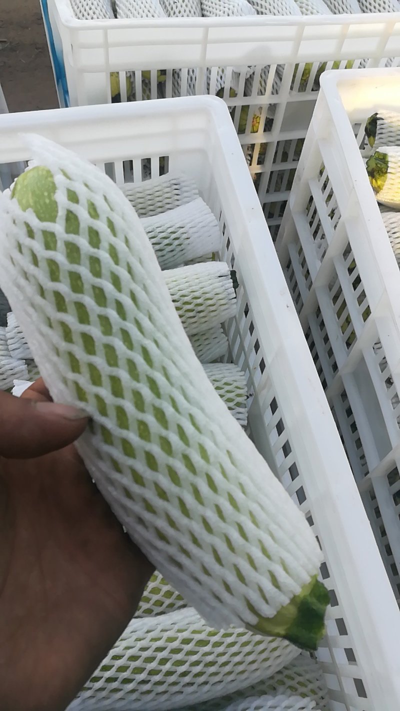 绿皮西葫芦