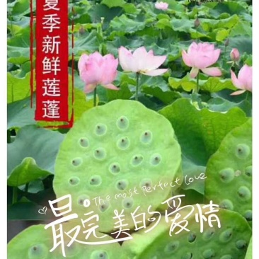 莲蓬5–8公分，一级，红莲