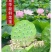 莲蓬5–8公分，一级，红莲