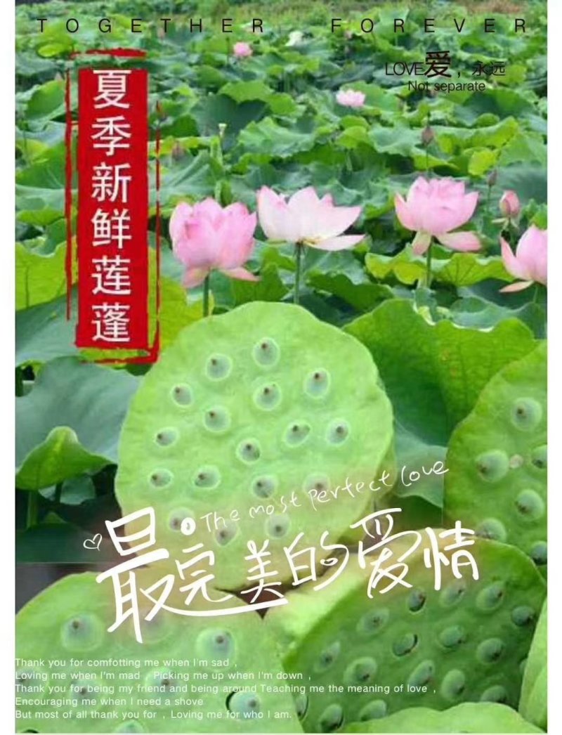 莲蓬5–8公分，一级，红莲