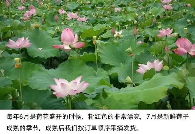 莲蓬5–8公分，一级，红莲