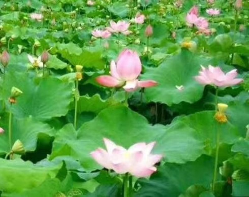 莲蓬5–8公分，一级，红莲