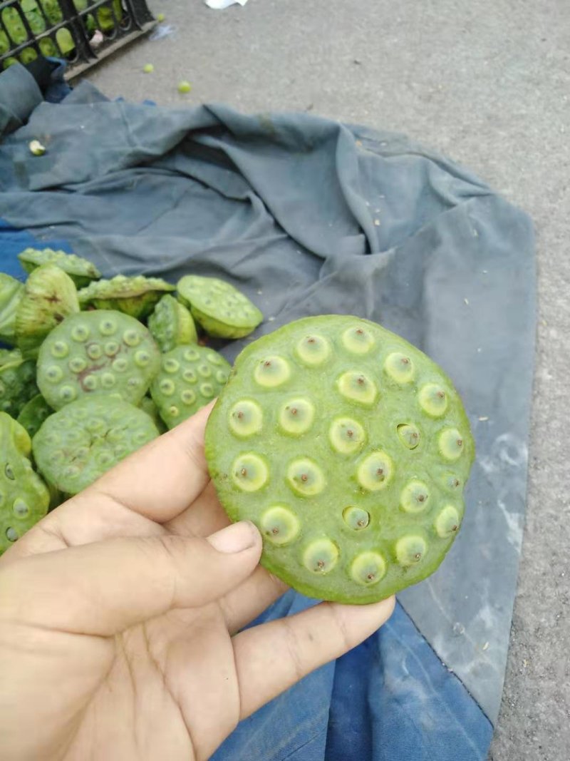 莲蓬5–8公分，一级，红莲