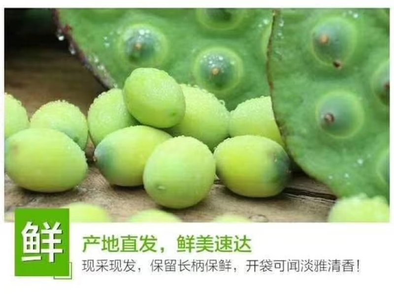 莲蓬5–8公分，一级，红莲